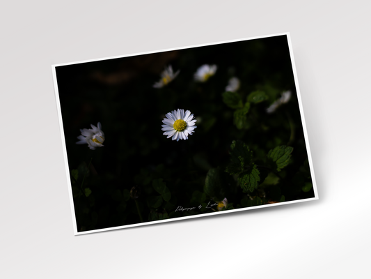 Little Wild Daisy