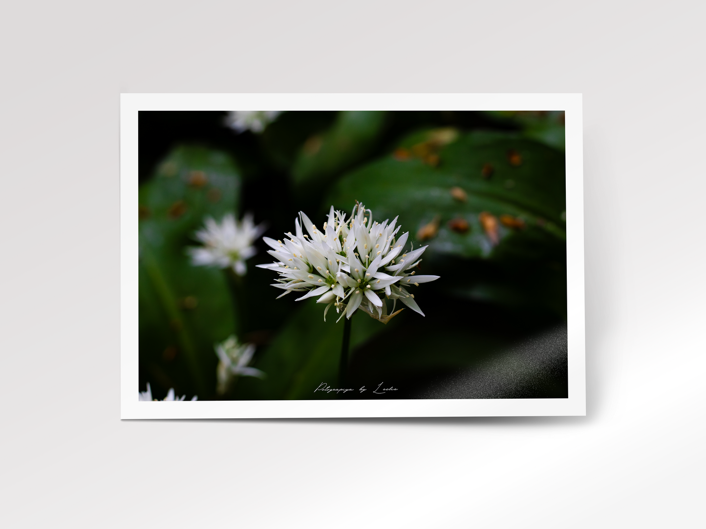 Wild Garlic Bloom