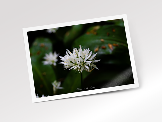 Wild Garlic Bloom
