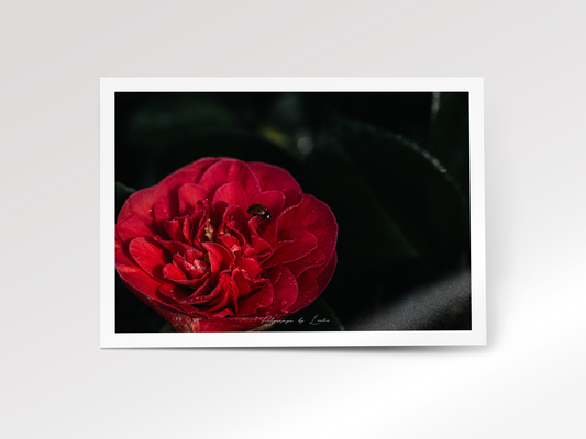 The Little Visitor (Red Camellia)