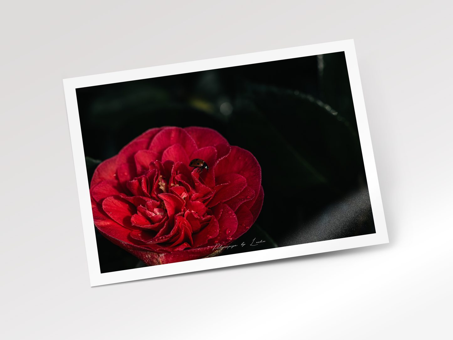 The Little Visitor (Red Camellia)