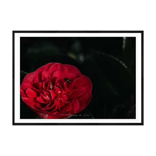 The Little Visitor (Red Camellia)
