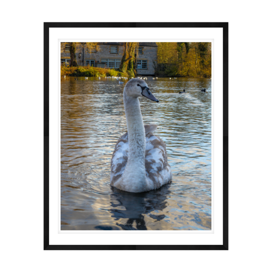The Bakewell Cygnet