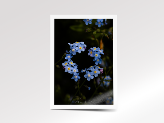 The Garden's Promise (Forget-Me-Not)
