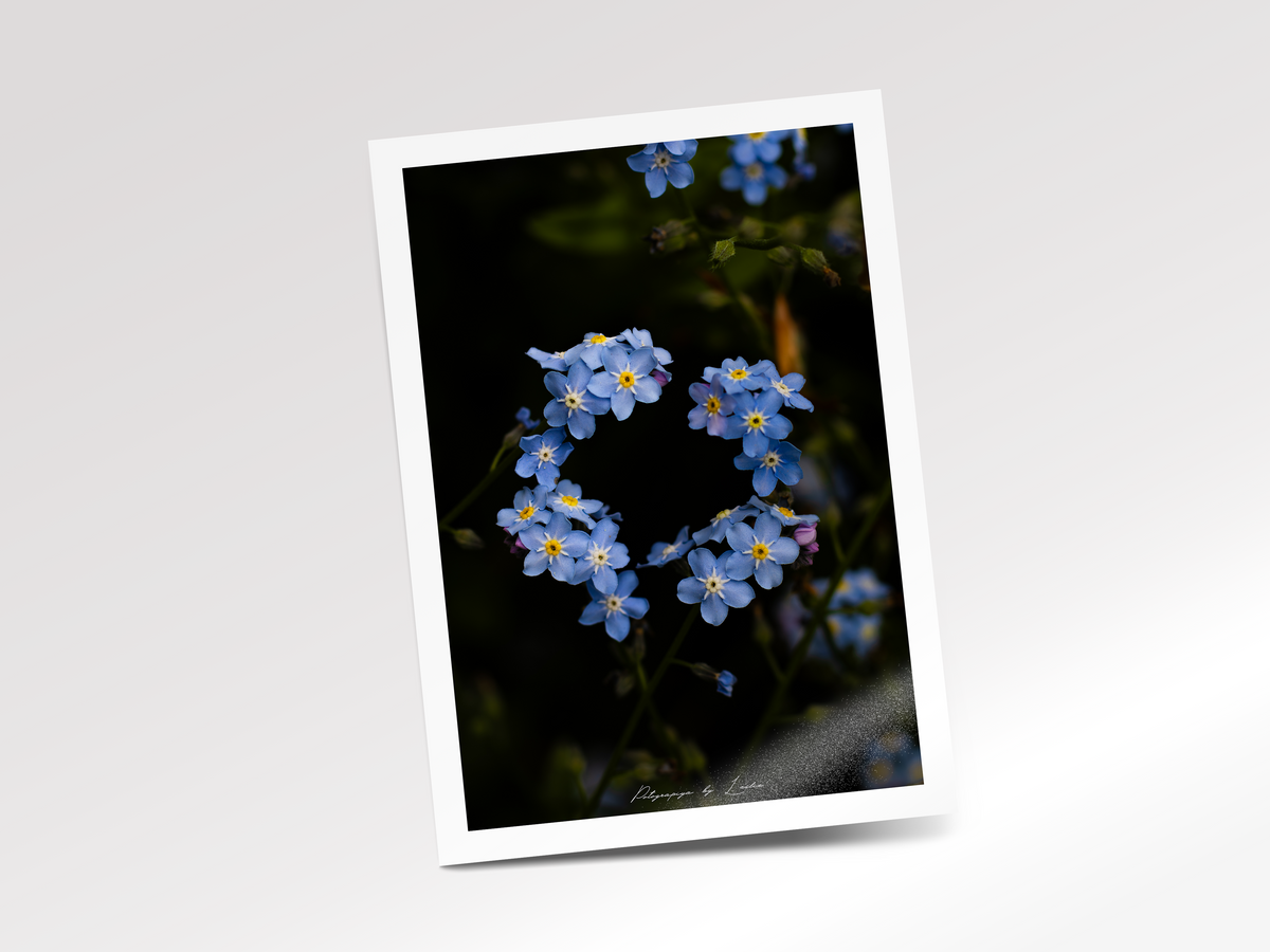 The Garden's Promise (Forget-Me-Not)