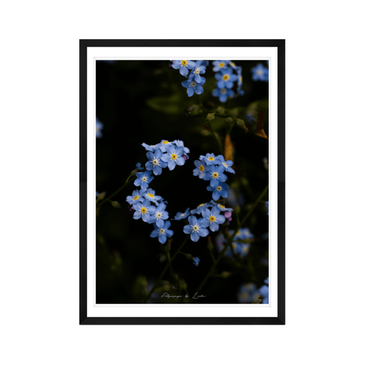 The Garden's Promise (Forget-Me-Not)