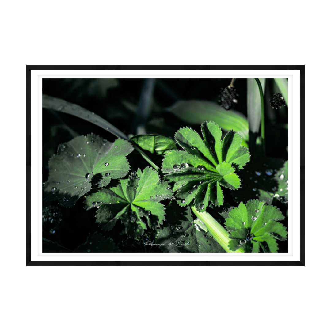 The Garden's Jewels