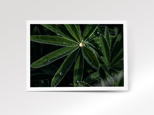The Morning Dew