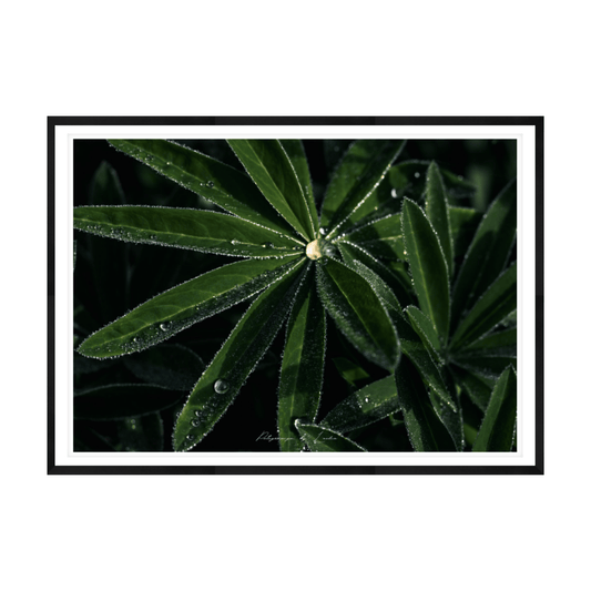 The Morning Dew