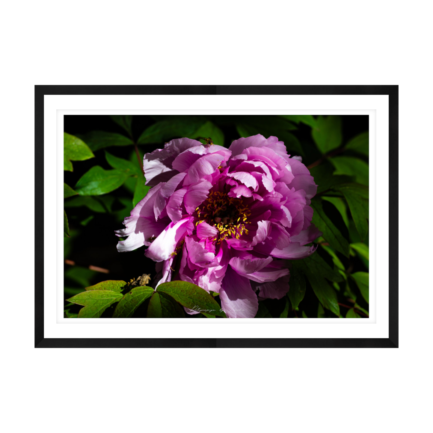 Soft Pink Peony