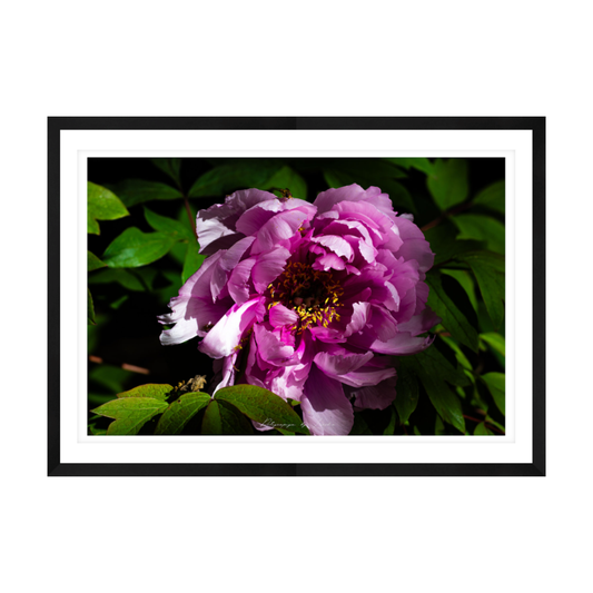 Soft Pink Peony
