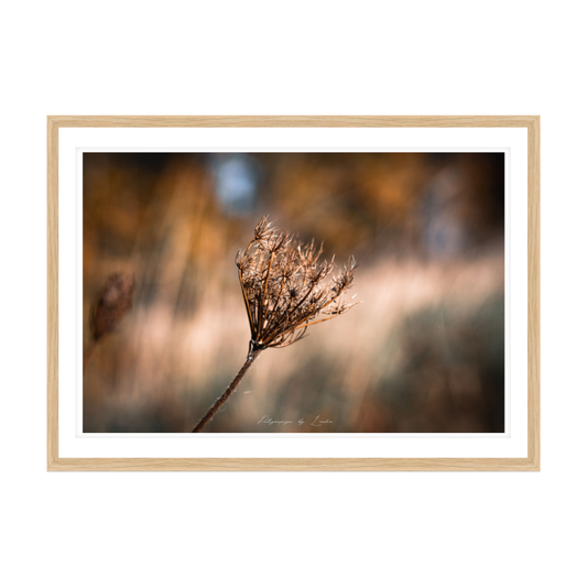 Queen Anne's Lace