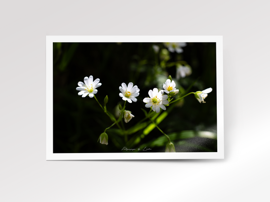 Stitchwort Blooms