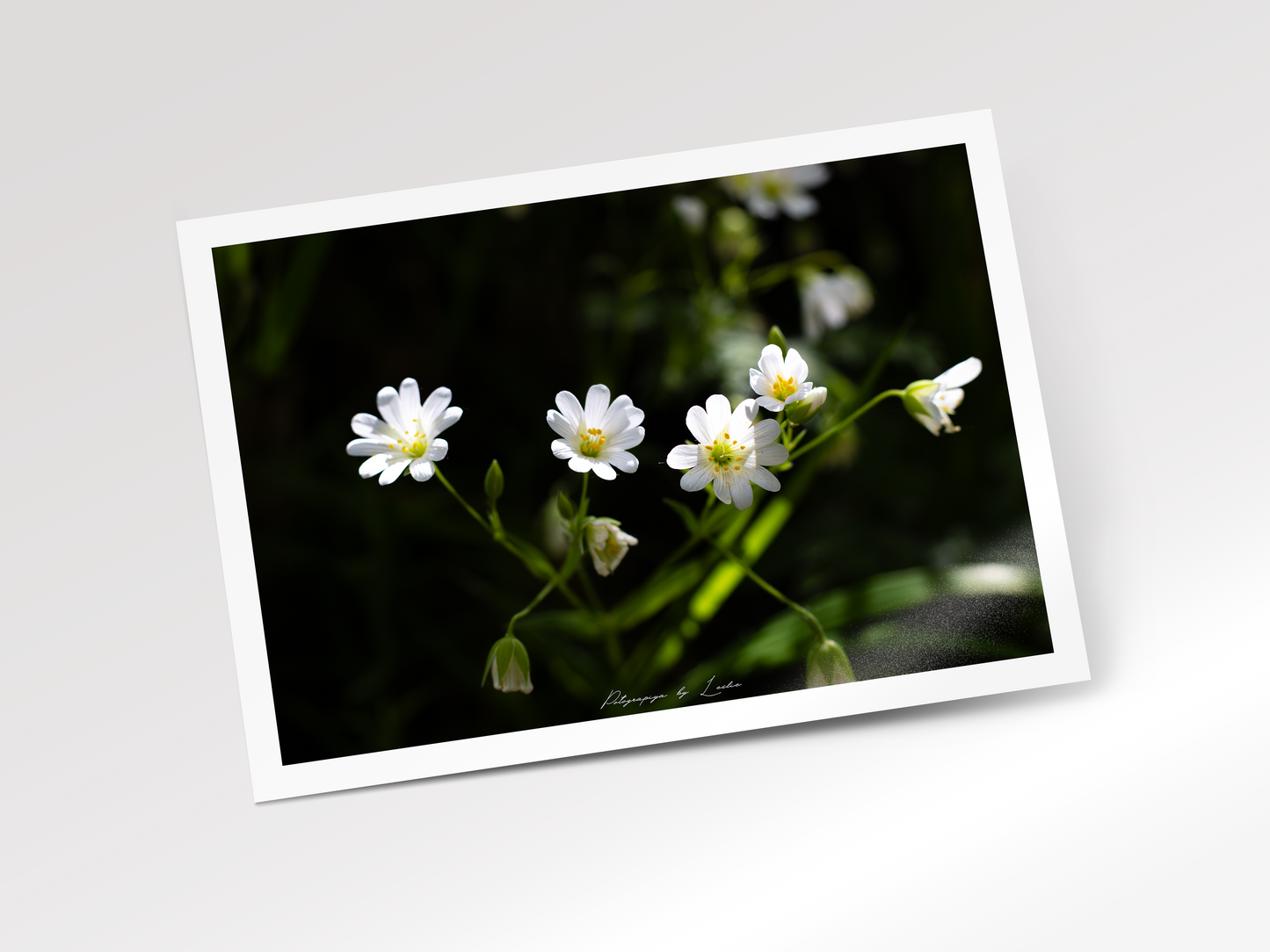 Stitchwort Blooms
