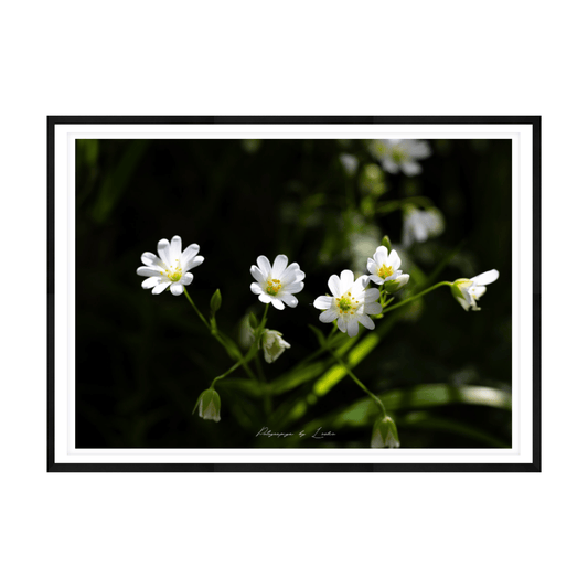 Stitchwort Blooms