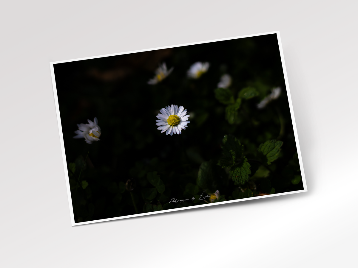 Little Wild Daisy