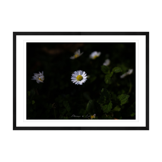 Little Wild Daisy