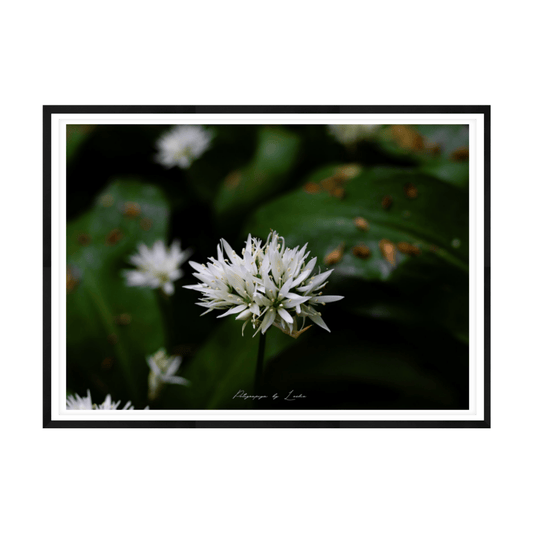 Wild Garlic Bloom